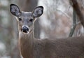 Photo of the unsure cute deer