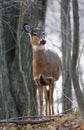 Photo of the unsure young deer