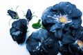 Dark blue roses Royalty Free Stock Photo