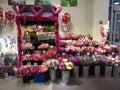 Valentine`s Day Display in Mid February