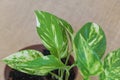 Photo of a variegated pothos plant, with leaves showing white and green patterns on the surface Royalty Free Stock Photo