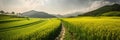 Photo of a vast grassland with rice fields extending