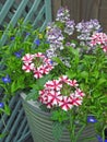 Verbena growing in small space garden potted plants Royalty Free Stock Photo