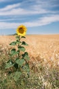 solitary sunflower in the middle of the field Royalty Free Stock Photo