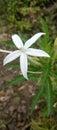 a photo of a very beautiful kitolod flower with white color and there are dew grains