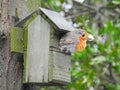 fat overweight obese robin bird in nestbox trying to get out.