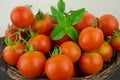 Photo of very fresh tomatoes presented on white background Royalty Free Stock Photo