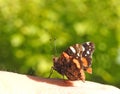 Red admiral butterfly landing on human hand