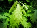 Green tree leaves in macro