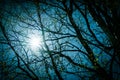 Photo of very young birch leaves from buds against of Sun at very bright day with blue sky, diffused background Royalty Free Stock Photo