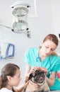 Veterinary doctor examining pug`s hair at hospital Royalty Free Stock Photo