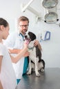 Veterinary and girl stroking dog at clinic