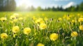 Photo of a vibrant field of yellow dandelions under a clear blue sky Royalty Free Stock Photo