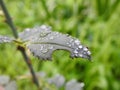 Vibrant green leaves with water droplets