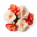 Vibrant Peach And Orange Flowers On White Background