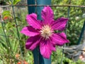 Vibrant Pink Clematis Flower in the Summer Garden Royalty Free Stock Photo
