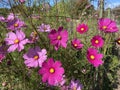 Vibrant Pretty Purple Cosmos Flowers in October