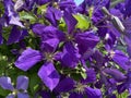 Vibrant Purple Clematis Flowers in Spring in the Garden