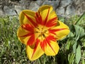 Vibrant Red and Yellow Tulip in Spring in April Royalty Free Stock Photo