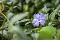 Photo of vibrant Vinca minor (periwinkle) flower blooming in nature.