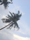 Photo of a view of a coconut tree with a cloudy sky background