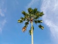 Photo of a view of a tall palm tree with a blue sky background that is so beautiful and amazing.