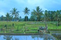 photo of views of rice fields and coconut trees