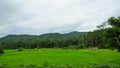 Photo of views of rice fields and mountains