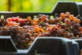 Grappe in Hungary, Balaton vineyard Royalty Free Stock Photo
