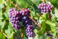 Grappe in Hungary, Balaton vineyard Royalty Free Stock Photo