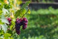 Grappe in Hungary, Balaton vineyard Royalty Free Stock Photo