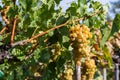 Grappe in Hungary, Balaton vineyard Royalty Free Stock Photo