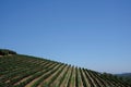 The vineyard at Tokara Wine Estate, Cape Town, South Africa, taken on a clear day. The vines are planted in rows on the hillside.