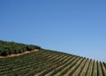 The vineyard at Tokara Wine Estate, Cape Town, South Africa, taken on a clear day. The vines are planted in rows on the hillside.