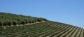 The vineyard at Tokara Wine Estate, Cape Town, South Africa, taken on a clear day. The vines are planted in rows on the hillside.