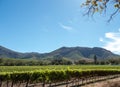 Photo of vineyards at Groot Constantia, Cape Town, South Africa, taken on a clear early morning. Mountains in distance. Royalty Free Stock Photo