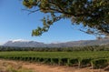 Photo of vineyards at Groot Constantia, Cape Town, South Africa, taken on a clear early morning. Mountains in distance. Royalty Free Stock Photo