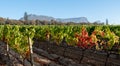 Photo of vineyards at Groot Constantia, Cape Town, South Africa, taken on a clear early morning, with mountains in the distance. Royalty Free Stock Photo