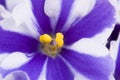 Photo of viola sororia flower Royalty Free Stock Photo