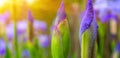 Photo of violet flowers on green leaves background with sun