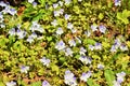 The violets of the field in early spring Royalty Free Stock Photo