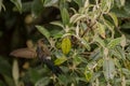 Viridian metaltail hummingbird