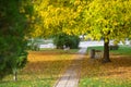 Photo of walking path in a small city park in a misty town surrounded by fallen yellow fall leaves Royalty Free Stock Photo