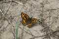 a Wall brown butterfly on the dry groung Royalty Free Stock Photo