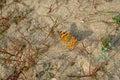 Wall Brown Butterfly (Lasiommata maera)