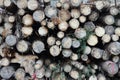 a wall of round logs of trees Royalty Free Stock Photo