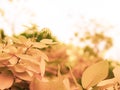 Photo wallpaper leaves, macro, trees, background, tree, Wallpaper, yellow leaves Falling autumn leaves over Yellow Blurred Fall Royalty Free Stock Photo