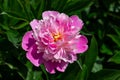 Close-up of a pink peony flower.
