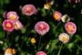 Close-up to the petals bloomed in early summer.