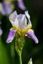 Iris close-up in an upright position.
